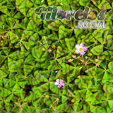 Trébol de la Suerte (Oxalis tetraphylla) viviendo en el Cerro de la Luz de Tepoztlán